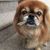 Boomer Bubu Madison's profile image