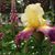 Sharon L Bruns's profile image