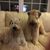 Patricia Tremblay's profile image