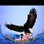 Darlene Pittman's profile image