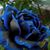 Granny Ellen White's profile image