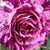 Rose Mary Lente's profile image
