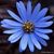 Chris Netzel Ambrose's profile image