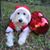 Susan Holt Smallwood's profile image