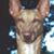 Jodi Lewis's profile image