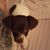 Diana Knoles's profile image