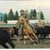 Lee Quarter Horses Thurman's profile image