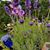 Sharon Flowers's profile image