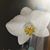 Heather Ball-Parks's profile image