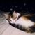 Darling Noria's profile image