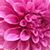 Anne Baxter's profile image
