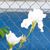 Belinda Sage Green's profile image