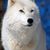 Sue Greene's profile image
