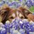 Joy Hall's profile image