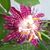 Victoria Tosten's profile image