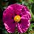 Kathy Morris's profile image