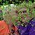 Diana McCoy Wisniewski's profile image