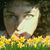 Diane Barcheski's profile image