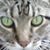 Jan Jobb Tryner's profile image