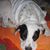 Debi Ryerson Gray's profile image