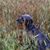 Mary E. Gambescia Tozer's profile image