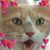 Susan Onuma's profile image