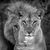 Deanna Mickey Kuria's profile image