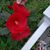 Lisa Gilgan's profile image