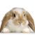 Judy Stark's profile image
