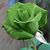 Debbie Gatto's profile image