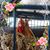 Vickie Bumstead Brown's profile image