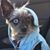 April Engblom's profile image