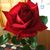 Dianne Bryant Chupp's profile image