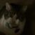 Cathy Prall's profile image
