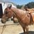 Terrea Barone's profile image
