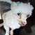 Raquel Chaple's profile image
