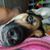 Koda Birdsall's profile image