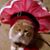 Amy Morrissey's profile image