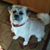 Jennifer Riddle Wittig's profile image