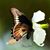 Karol Glenn's profile image