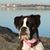 Susan Showers's profile image