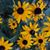 Carolyn Sue Stinson's profile image