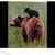 Dee Dee Mosolf's profile image