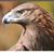 Adam Ruttstein's profile image