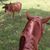 Alison Hardage's profile image
