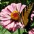 Amy Shavensky Fossett's profile image