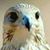 Madinat Sarhad's profile image