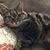 Richard J. Silverman's profile image