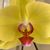 Lisa Mastropietro Evans's profile image