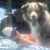 Christine Feustel Danielson's profile image